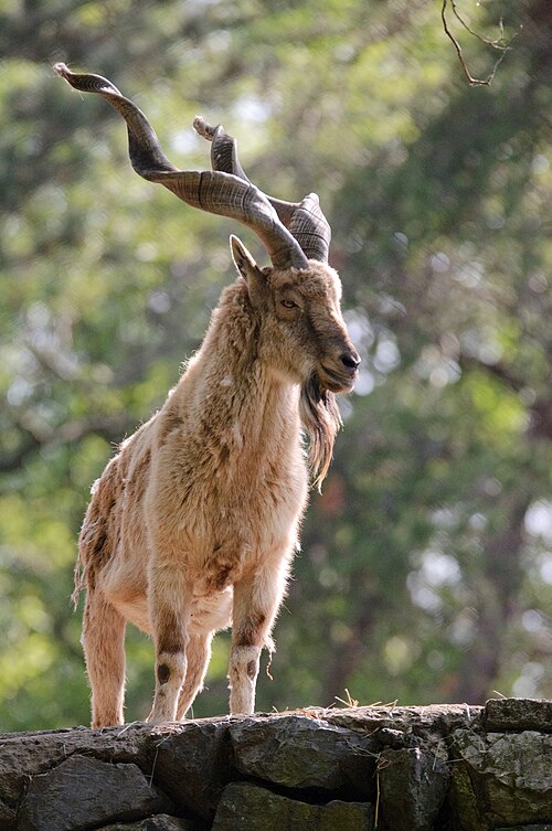 Markhor Horns