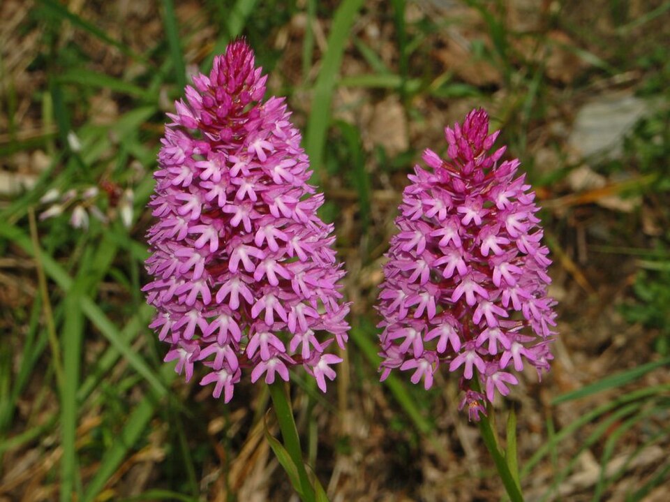 Pyramidal Orchid