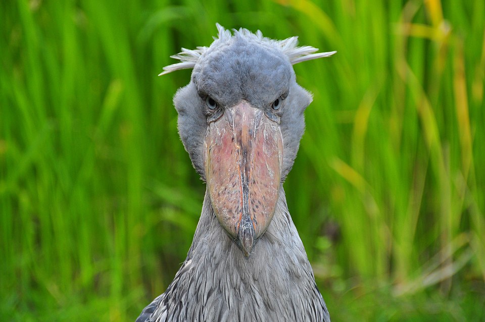 Shoebill Bird