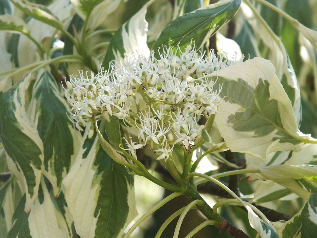 Wedding Cake Tree Variegata