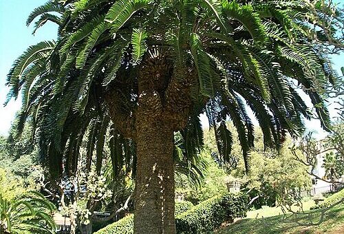 Wood's Cycad Plant