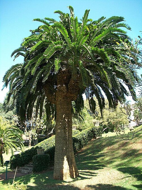 Wood's Cycad Plant